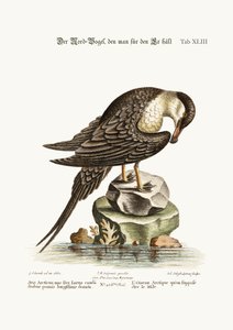 雄鶏であるはずのアークティック・バード、1749-73